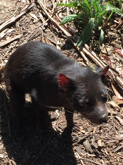 The Tasmanian Devil himself