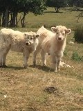 Onze vriendinnetjes achter de camper