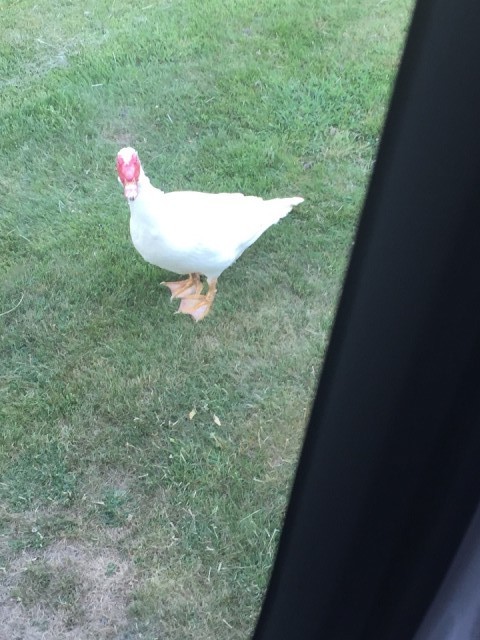 Oh oh we kunnen de camper niet meer uit. Schijnt dat we op de grond van de red Head goose staan!