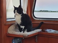 AANGENAAM, DÉ SCHEEPSKAT