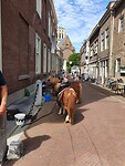 Paardestal
