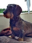 Tup de hond