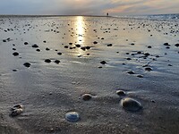 Strandgewandeld