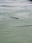 Zeehonden spotten