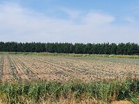 Droogte