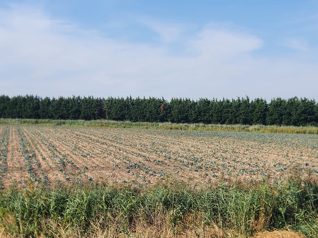 Droogte