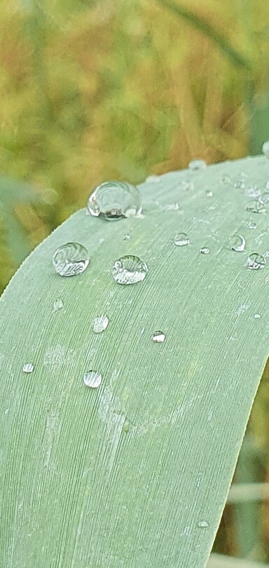 Weerspiegeling