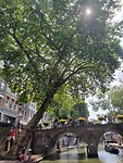 Oude bomen