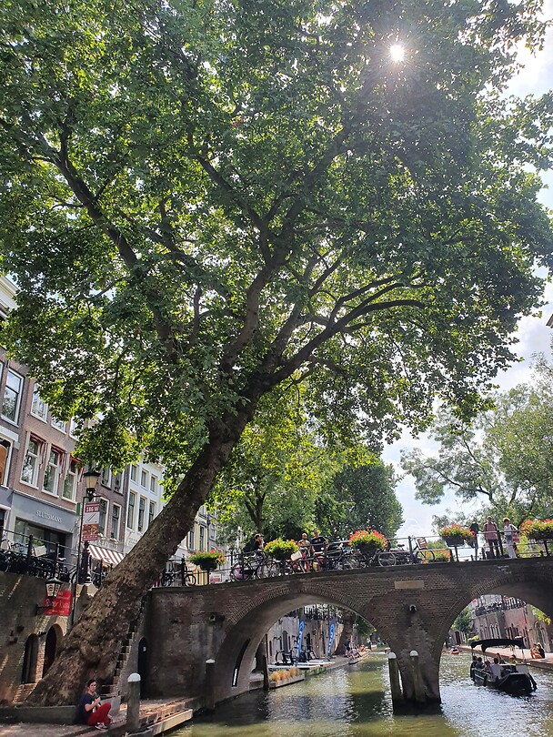 Oude bomen
