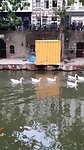 Een GANSE familie GANS