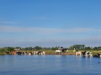 Koeienstrand