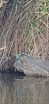 IJsvogeltje