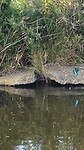 De BLAUWE SCHOONHEID