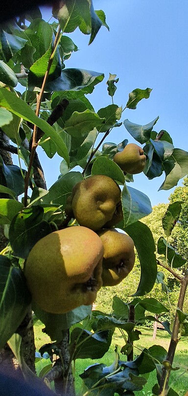 Peren
