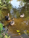 Het kroost