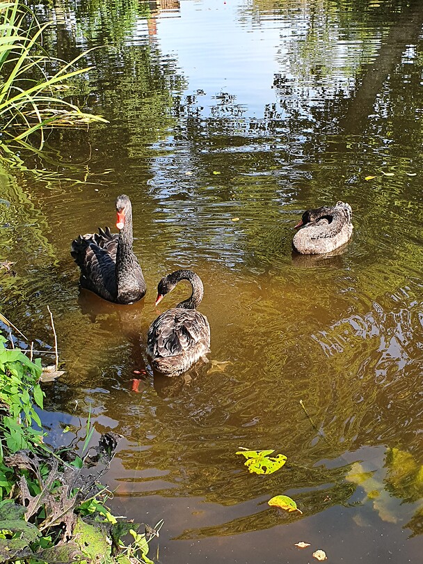 Het kroost