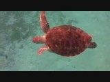 schildpadden