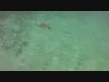 zwemmen met schildpadden