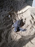 IMG-20190726-WA0016