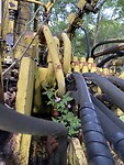 IMG_8552
