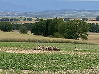 IMG_8693