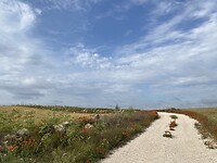 IMG_8761
