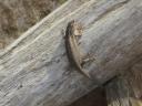Picture 011
