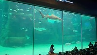 VID-20250730-WA0017