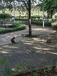Aapjes in het park