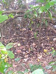 IMG-20240511-WA0008