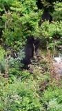 Baby black bears