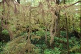 Rain forrest trail1