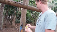 Billabong Sanctuary, Cassowary voeren