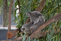 Billabong Sanctuary, koala's