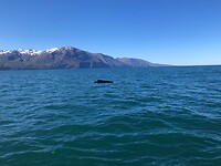 Walvis in beeld
