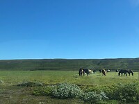 Onderweg wildlife