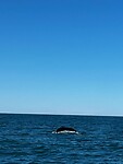 Walvis op afstand