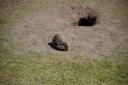 Marmot