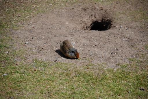 Marmot