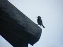 DSCF0628