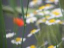 DSCF0639