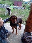 Straat puppy