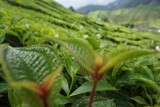 Tea leaves