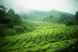 Cameron Highlands
