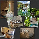 IMG_1485