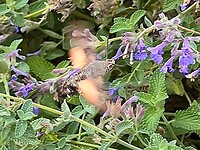 IMG_1491
