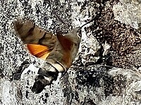 IMG_3096