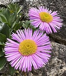 IMG_3699