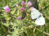 IMG_4107