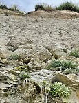 IMG_4150